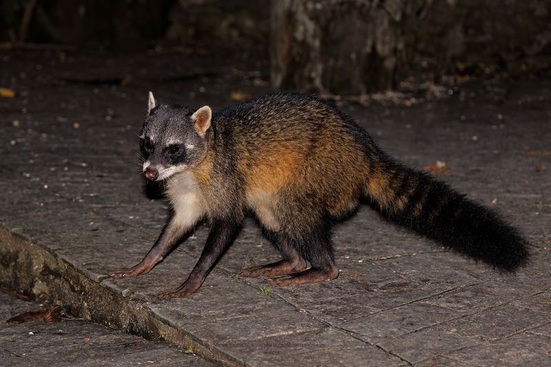 Crab-eating raccoon - Procyon cancrivorus