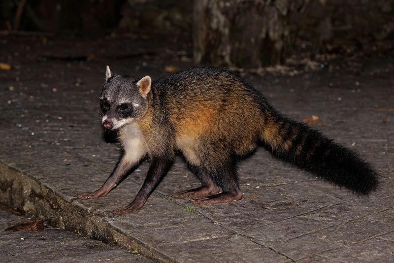 Crab-eating raccoon - Procyon cancrivorus