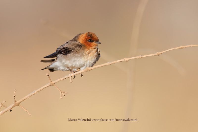 Tawny-headed Swallow - Alopochelidon fucata