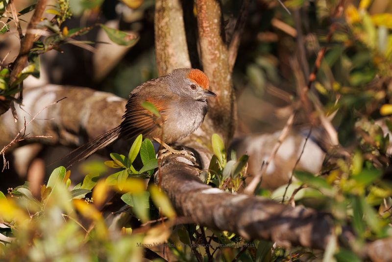 Spix's Spinetail - Synallaxis spixi
