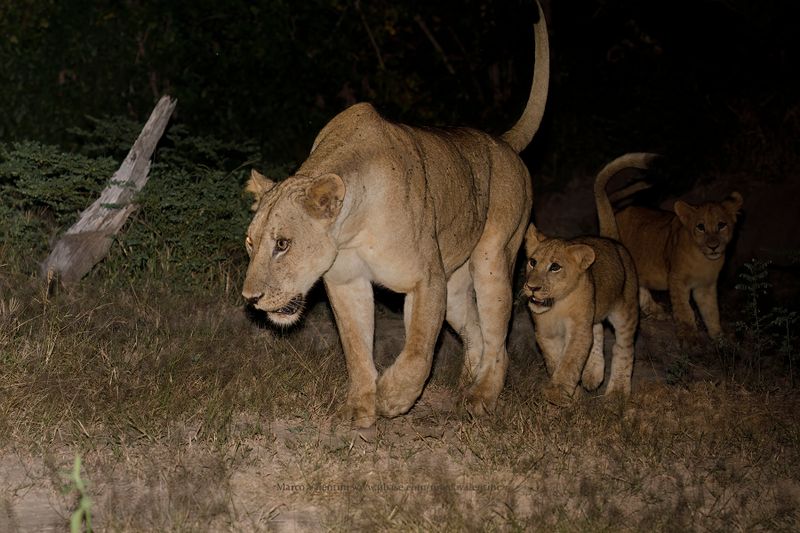 African Lion - Panthera leo