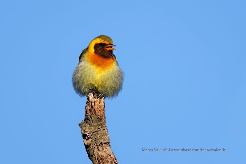 Guira Tanager - Hemithraupis guira