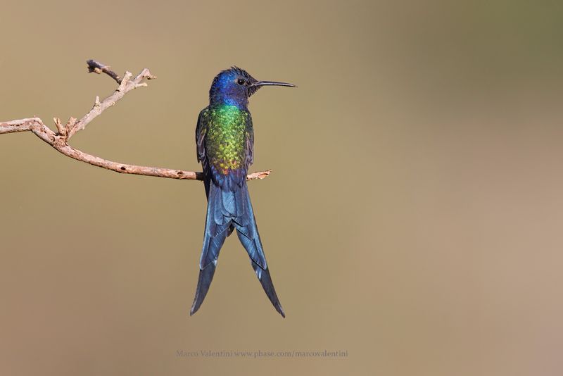 Swallow-tailed Hummingbird - Eupetomena macroura