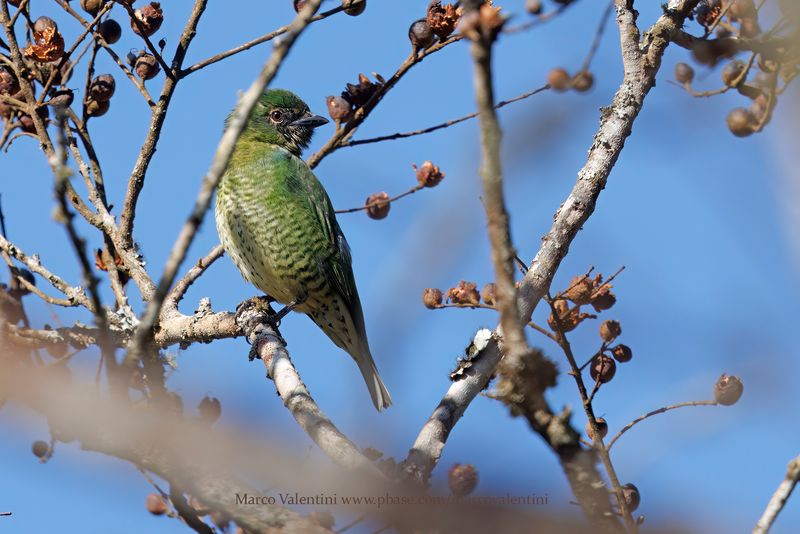 Swallow tanager - Tersina viridis
