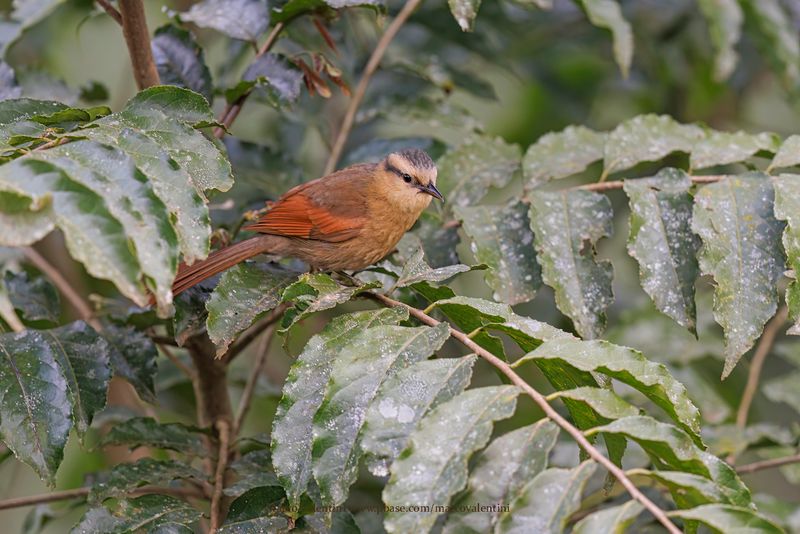 Buff-fronted Foliage-gleaner - Dendroma rufa