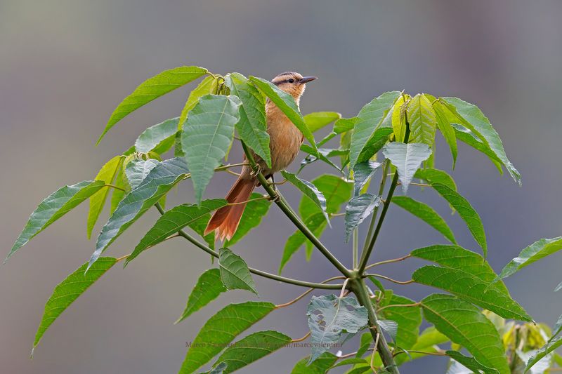 Buff-fronted Foliage-gleaner - Dendroma rufa