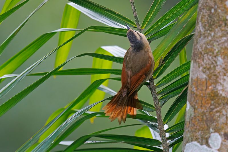 Buff-fronted Foliage-gleaner - Dendroma rufa