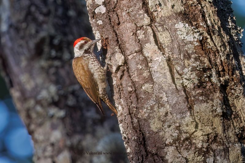 Stierling's Woodpecker - Chloropicus stierlingi