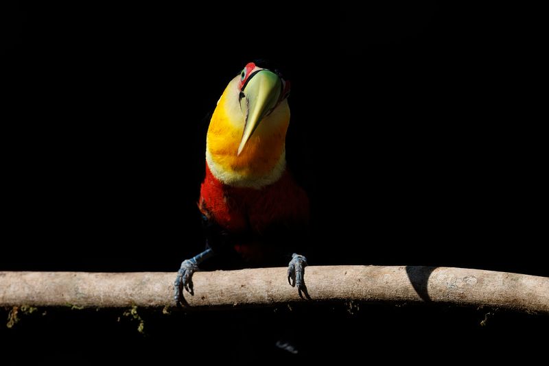 Green-billed Toucan - Ramphastos dicolorus