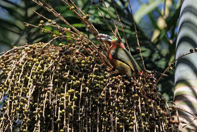 Spot-billed Toucanet - Selenidera maculirostris