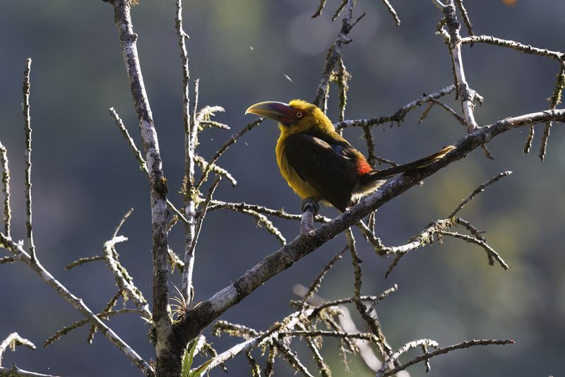 Spot-billed Toucanet - Selenidera maculirostris