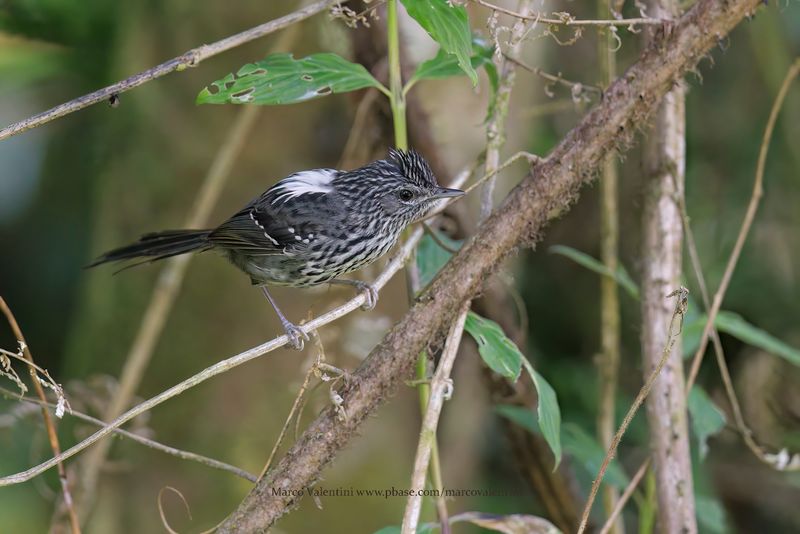 Dusky-tailed Antbird - Drymophila malura