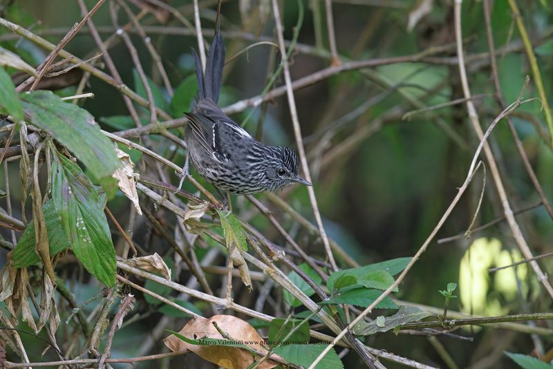 Dusky-tailed Antbird - Drymophila malura