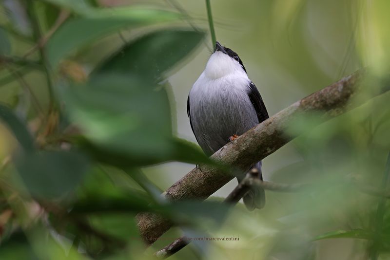 White-bearded Manakin - Manacus manacus