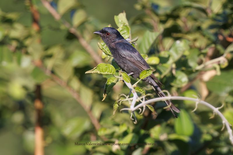 Fork-tailed drongo - Dicrurus adsimilis