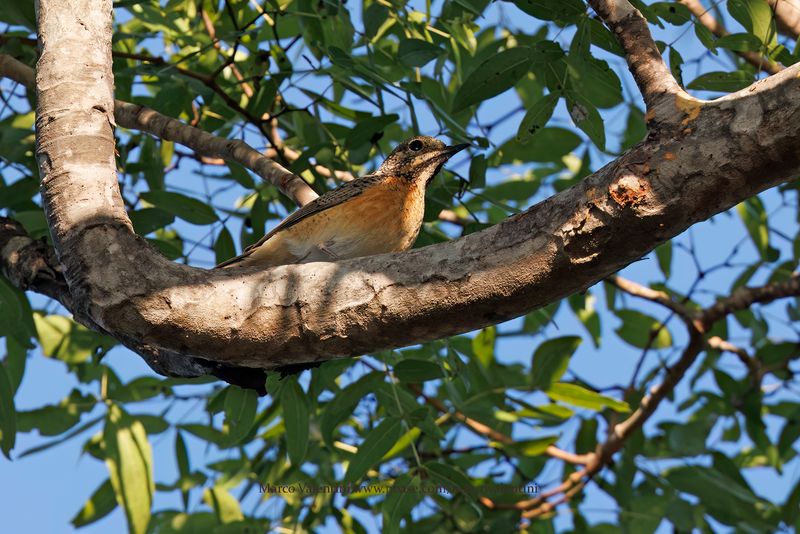 Miombo Rock-Thrush - Monticola angolensis
