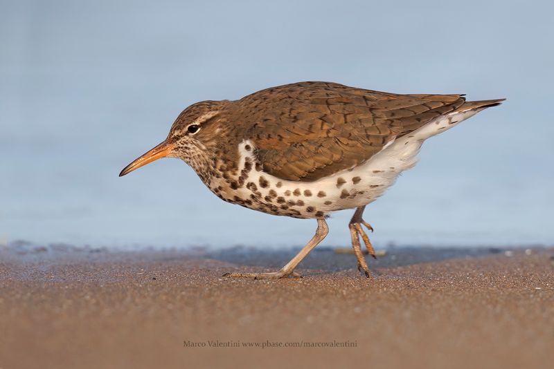 Spotted sandpiper - Actitis macularia