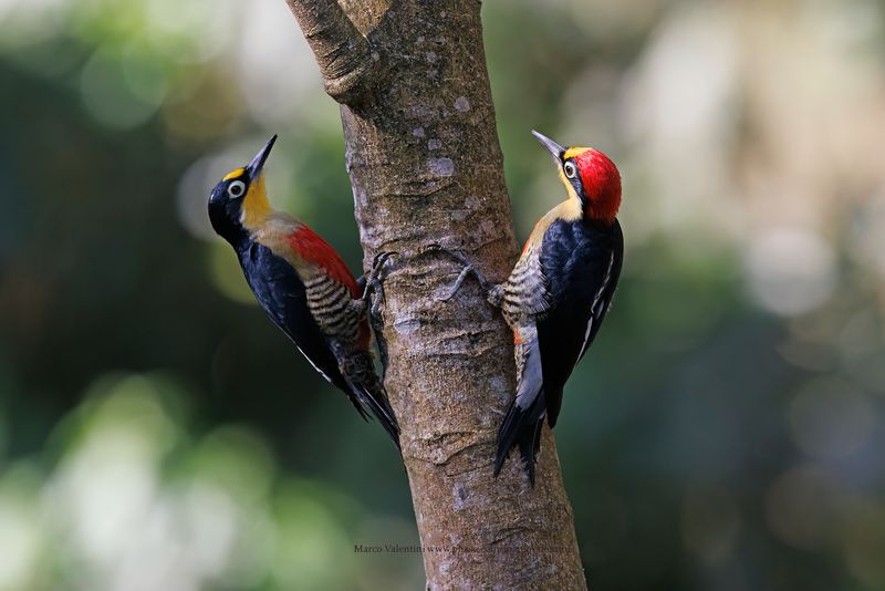 Yellow-fronted Woodpecker - Melarnerpes flavifrons
