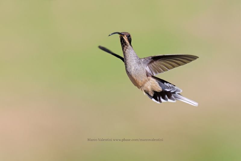 Scale-throated Hermit - Phaethornis eurynome