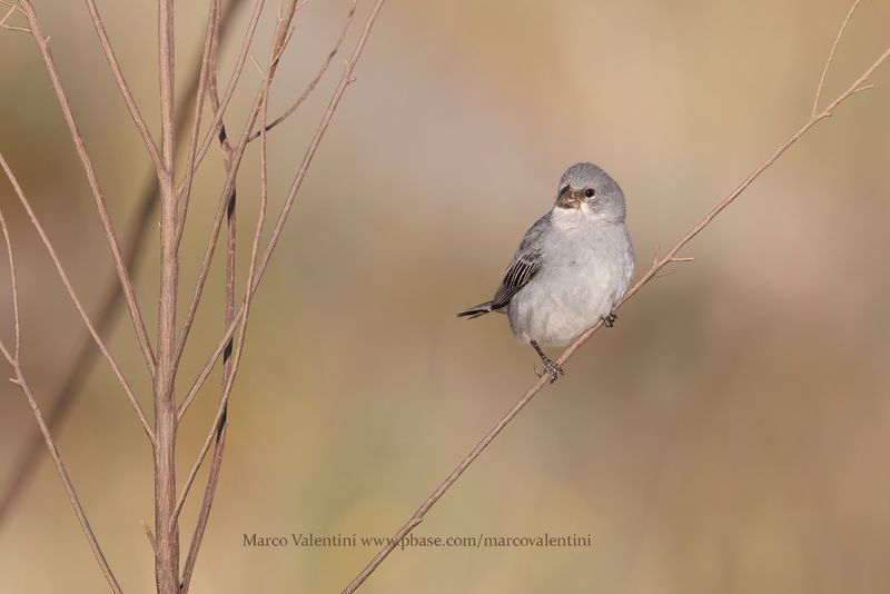 Plumbeous Seedeater - Sporophila plumbea