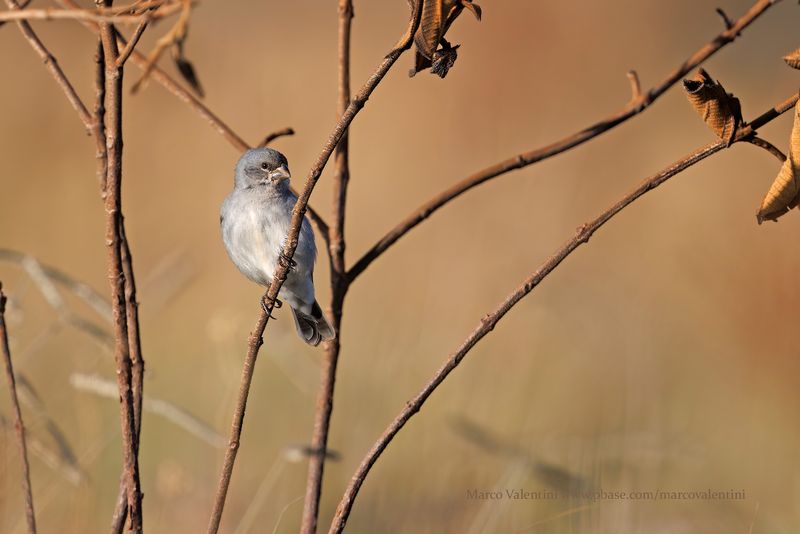 Plumbeous Seedeater - Sporophila plumbea