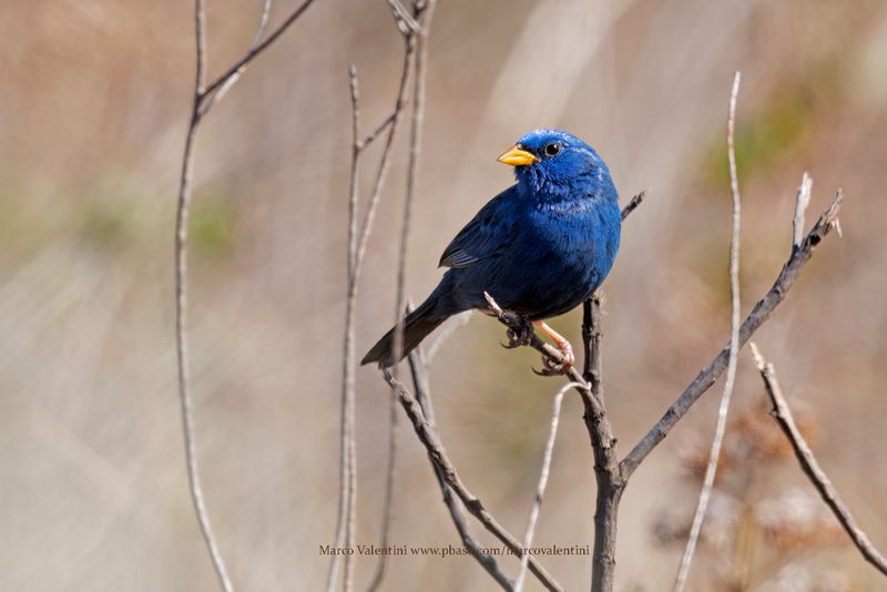 Blue Finch - Rhopospina caerulescens
