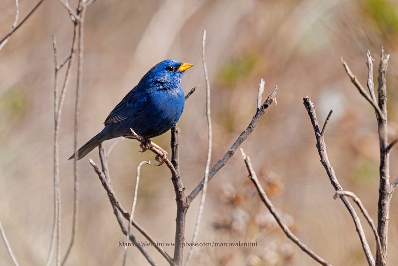 Blue Finch - Rhopospina caerulescens