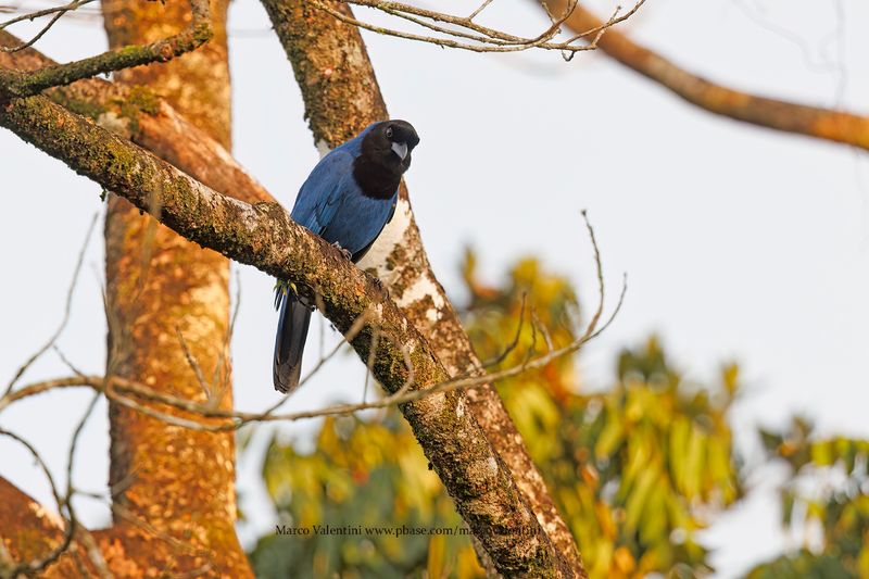 Azure Jay - Cyanocorax caeruleus