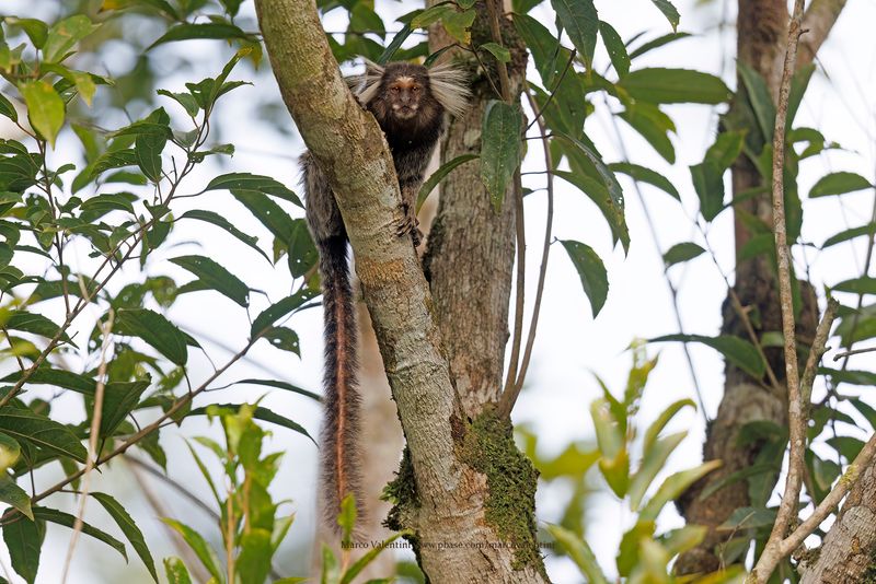 Common marmoset - Callithrix jacchus