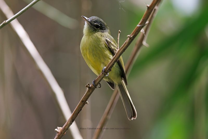 Yellow-olive Flycatcher - Tolmomyias sulphurescens