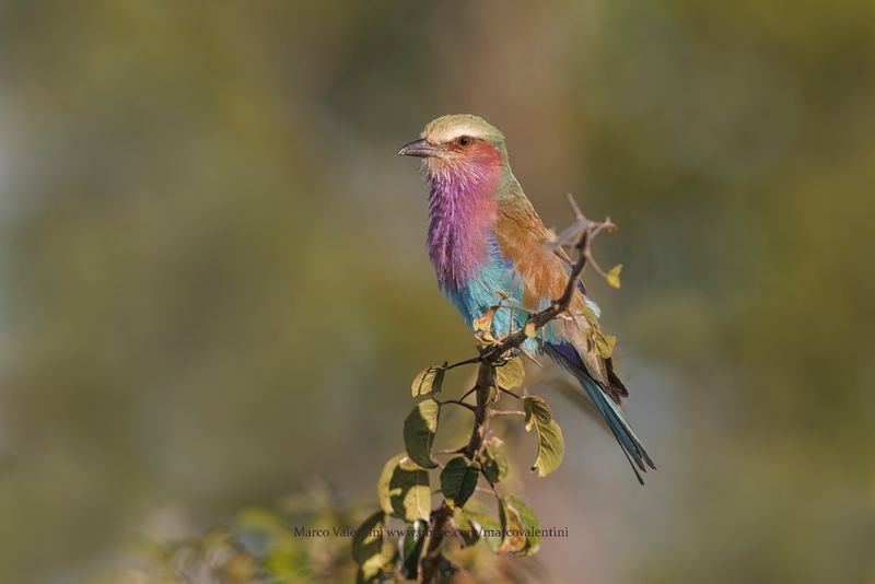 Lilac-breasted Roller - Coracias caudata