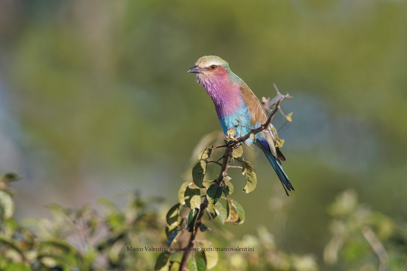 Lilac-breasted Roller - Coracias caudata