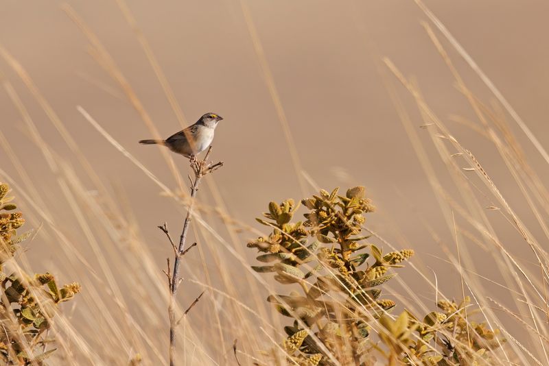 Grassland sparrow - Ammodramus humeralis