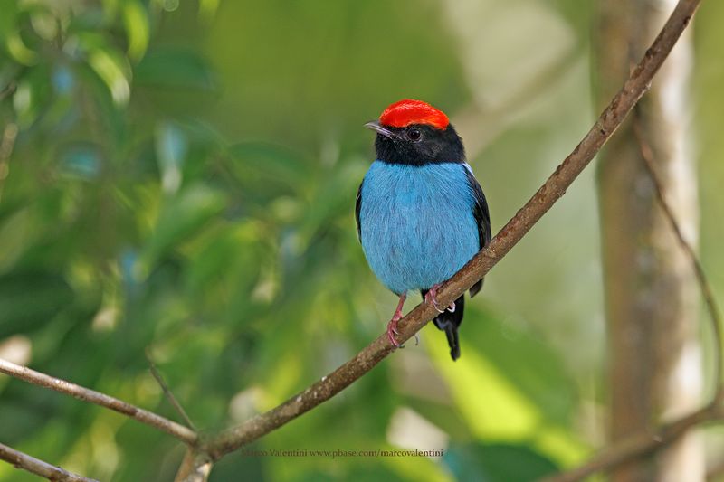 Swallow-tailed Manakin - Chiroxiphia caudata