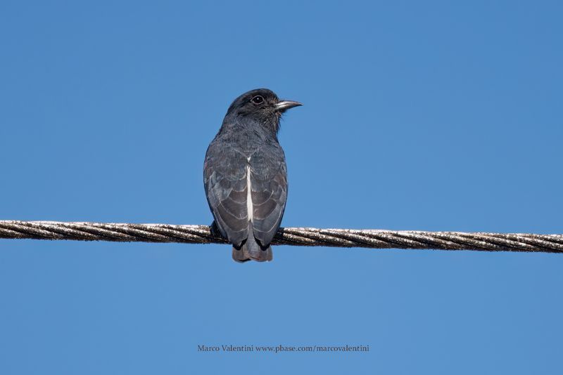 Swallow-winged Puffbird - Chelidoptera tenebrosa