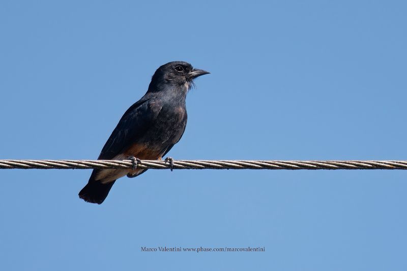 Swallow-winged Puffbird - Chelidoptera tenebrosa