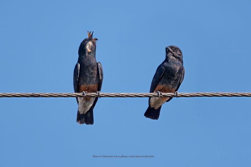 Swallow-winged Puffbird - Chelidoptera tenebrosa