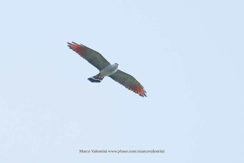 Plumbeous Kite - Ictinia plumbea