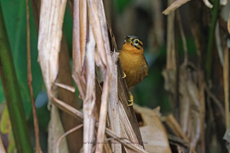 Black-capped Foliage-gleaner - Philydor atricapillus