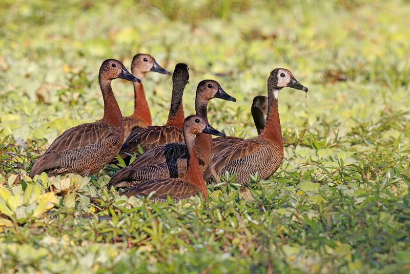 White-faced Whistling-duck - Dendrocygna viduata