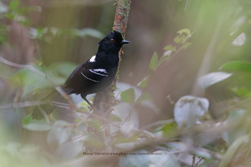 White-shouldered Fire-eye - Pyriglena leucoptera