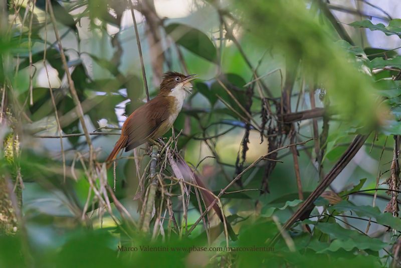 White-eyed Foliage-gleaner - Automolus leucophthalmus