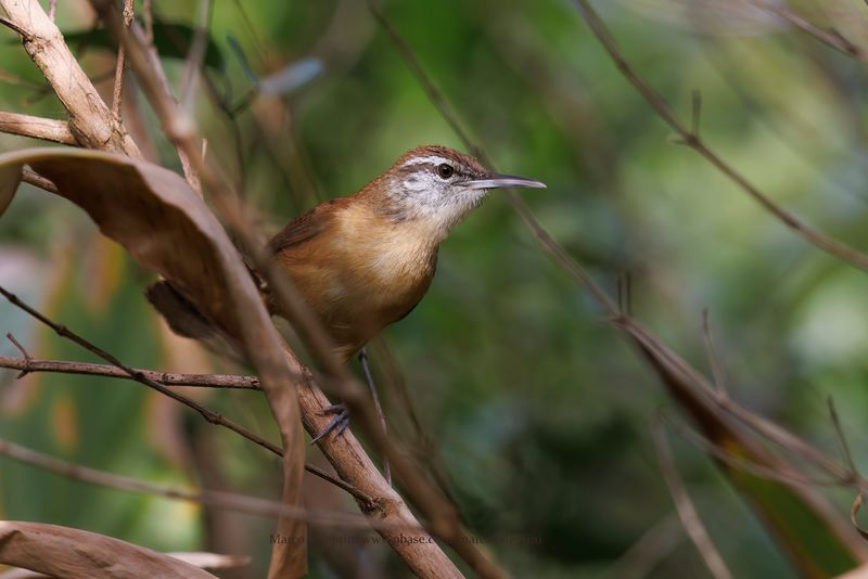Long-billed Wren - Cantorchilus longirostris