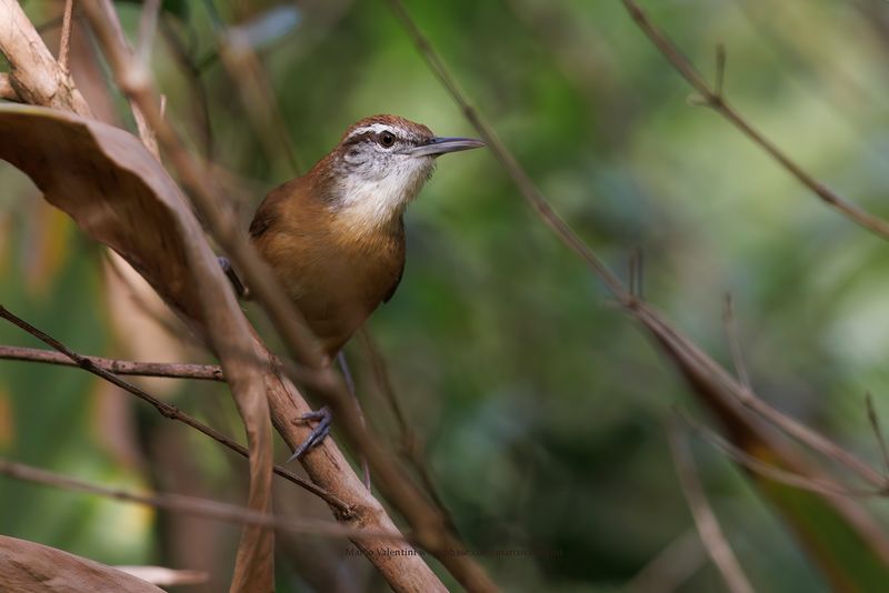 Long-billed Wren - Cantorchilus longirostris