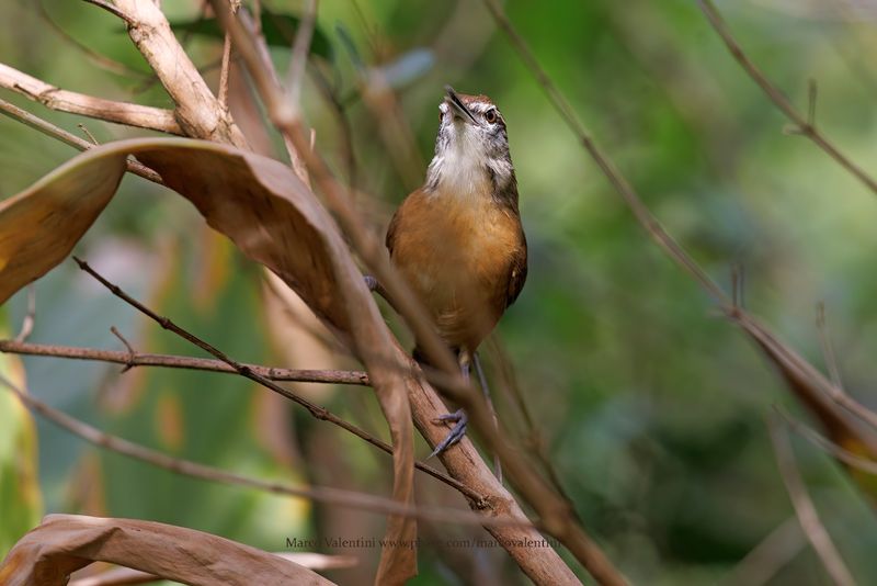 Long-billed Wren - Cantorchilus longirostris