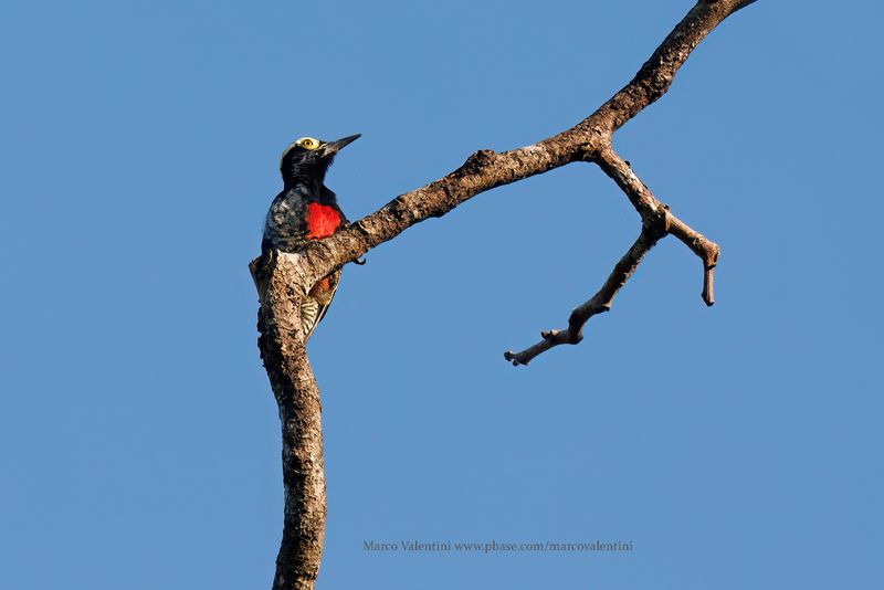 Yellow-tufted Woodpecker - Melanerpes cruentatus