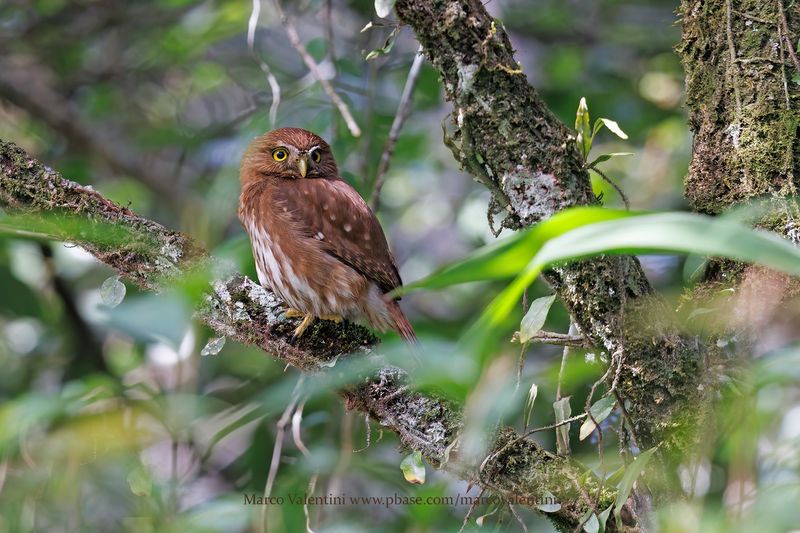 Ferruginous Pigmy-owl - Glaucidum brasilianum