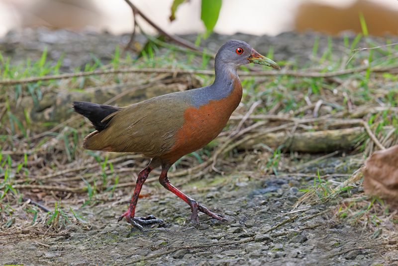Little Wood-Rail - Aramides mangle