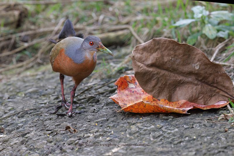 Little Wood-Rail - Aramides mangle