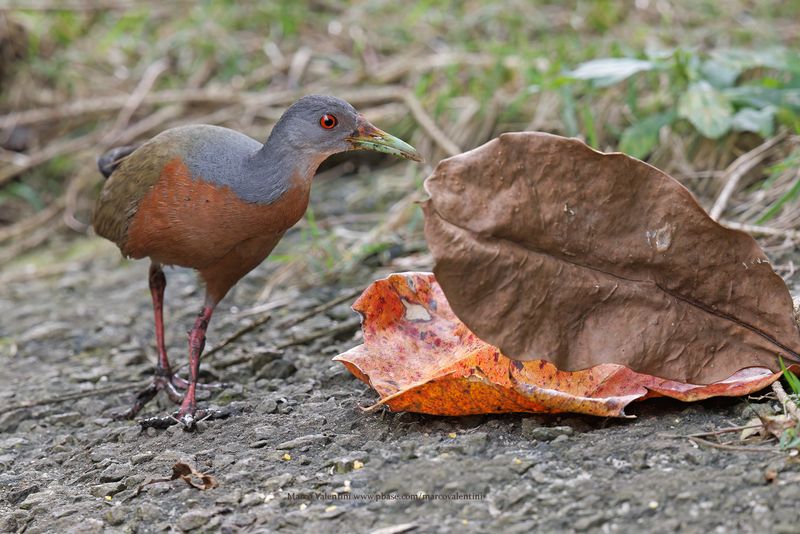 Little Wood-Rail - Aramides mangle